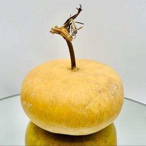 Clean Dried Natural Gourd 
ARTS & CRAFTS Project Ready ~ Vase Table Centerpiece